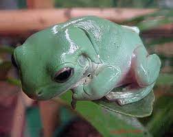 The two species look similar except one is usually green, while the new species usually has a lovely chocolate. Australian Green Treefrog Litoria Caerulea Species Profile