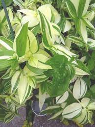 Wandering jew plants are much loved for their unique bright colors, and their vining growth habit. Pin On Plants