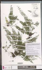 Image result for Asplenium dregeanum