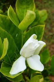 Image result for Gardenia subacaulis