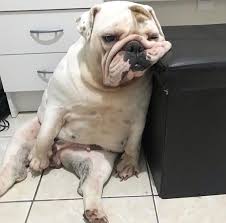 Bulldog Dogsofinstagram Dog Frenchie Dogs Bulldogsofinstagram Frenchbulldog Puppy Englishbulldog Bull In 2020 English Bulldog Puppies Bulldog Puppies Bulldog