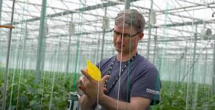 Though ipm was developed first for the agricultural industry, many museums, archives and libraries are finding ipm principles relevant to the protection of their holdings. How To Monitor For Greenhouse Pests Greenhouse Canada