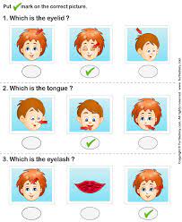 In this video children will be able to learn all face parts using animation and picture with word and. Identify Parts Of Human Face Answer Pendidikan Belajar Tubuh