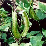 Image result for Psophocarpus grandiflorus