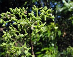 Image result for Olax obtusifolia
