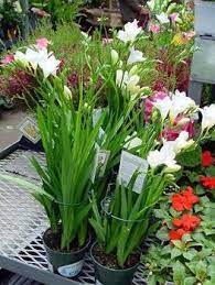 Freesia Freesia Leichtlinii Refracta Or Spp Calyx Flowers Inc Calyx Flowers Flowers Plants