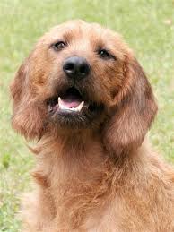 Image result for štýrský brakýř