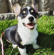 Cheap teacup boxer puppies for sale near me: Puppies Now Available The Official Site Of Rocky Mountain Corgis
