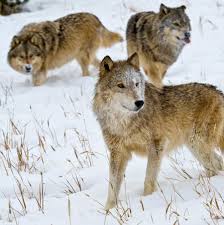 Official account of wolverhampton wanderers. In Montana Bears And Wolves Become Part Of The Culture Wars The New York Times