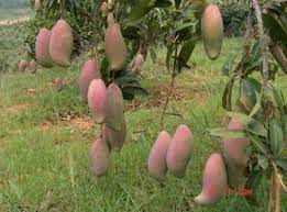 Grafted fruit trees for sale. Mangos Grafted Fruit Trees Buy Magifera Indica Tropical Fruit Trees Mangos Fruit Trees Product On Alibaba Com