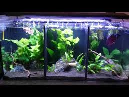 Aqua one betta trio tank. Aqua One Betta Trio Preview Youtube Fish Tank Themes Betta Betta Fish Tank