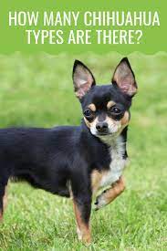 Did You Know There Are Several Different Types Of Chihuahuas Some Differ In Their Head Shape While Other Differ Types Of Chihuahua Chihuahua Breeds Chihuahua