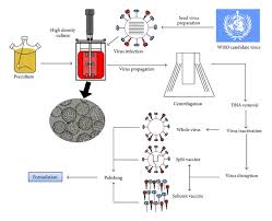 Schematic Flowchart Of The Upstream And Downstream