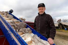 Additionally, fox the platina is a light platinum color and makes one of most expensive fur coats. I M Only A Mink Killer How Covid Caused Denmark S Historic Fur Industry Disaster Vanity Fair