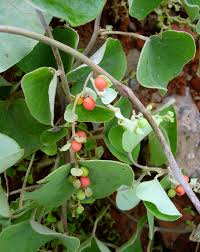 Image result for Cissampelos torulosa