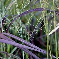 Image result for Panicum aequinerve