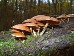 In addition, the seed pods of guanacaste resemble an elephant's ear, and thus it is also known to be the elephant ear tree in english. 7 Of The World S Most Poisonous Mushrooms Britannica