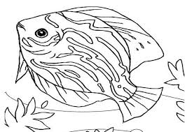Sea Animals Beautiful Saltwater Fish Sea Animals Coloring Page Animal Coloring Pages Fish Coloring Page Dolphin Coloring Pages