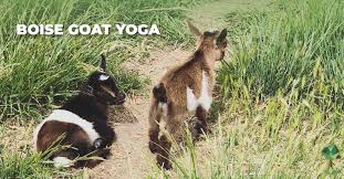Фестиваль йоги carpathian yoga fest 2021. Experience Boise Goat Yoga Totally Boise