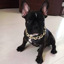 Lampeter | 12th jul 2021 (4 days ago) | dogs for sale by sarah morgan. Strong Pet Collar Dog Chain Durable Pet Collars Pet Accessories Pet Necklace