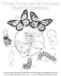 Click on the image below to see it in its own window (close that window to return to this screen) or right click and save image to your hard drive to print from your own image software at your convenience. Butterfly Life Cycle Drawing At Paintingvalley Com Explore Collection Of Butterfly Life Cycle Drawing