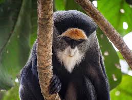 Image result for Brazzeia congoensis