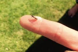 This is possibly the most effective home remedy for getting rid of ants. How To Get Rid Of Flying Ants And Never Deal With Them Again