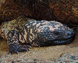 Site of the grand canyon Gila Monster Saguaro National Park U S National Park Service