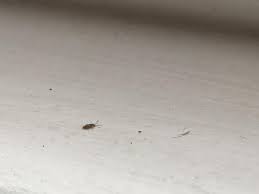 What Are The Small Black Bugs Around My Window? (2024) | Today'S Homeowner