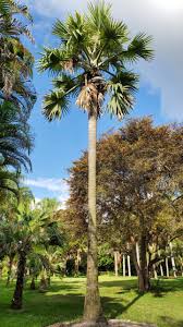 Image result for Borassus