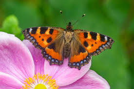Butterfly on a wheel a kidnapper methodically pushes a group of parents for their absolute breaking point. I Found A Butterfly In My House What Should I Do