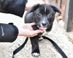 Thank you for your interest in adopting a pet from us. Chicago Animal Shelters Take Adoptions Online During Pandemic Chicago News Wttw