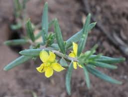 Image result for Talinum crispatulum