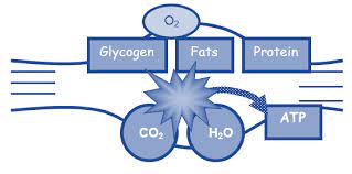The role of carbohydrate, fat and protein as fuels for aerobic and anaerobic energy production. The Role Of Carbohydrate Fat And Protein As Fuels For Aerobic And Anaerobic Energy Production Low Carbing For Endurance The Oxygen Problem Examine Com Living Organisms Use Energy Released By
