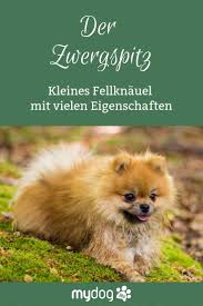 Achtung Kein Einfaches Schosshundchen Der Kleine Zwergspitz Mag Ruhige Und Ausgedehnte Spaziergange Und Geht Auch Gerne Mal S Zwergspitz Schosshund Begleithund
