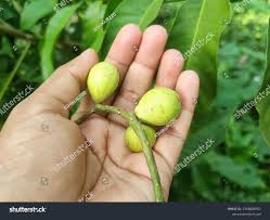 Image result for Aphanamixis polystachya