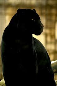 Black Puma Panther Cat Big Cats Animals Wild