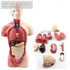 Perfect educational model for anatomy. Halloween New 18 Human Male Torso Anatomical Anatomy Model Current 1991 Now