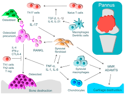 Cells Free Full Text Cartilage And Bone Destruction In Arthritis Pathogenesis And Treatment Strategy A Literature Review Html