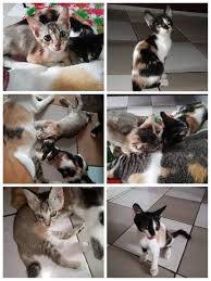 Jack stein's world on a plate: Borneo Cats Lover Home Facebook