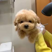Playful Boy Dogs Pets Cuteteacuppuppies Really Cute Dogs Cute Baby Animals Cute Dogs