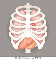 Diagram of ribs and organs human anatomy left side under ribs what organ is on the left side. Rib Cage Lungs Heart Liver Stomach Iinternal Organs Icons And Symbols Retro Cartoon Design Vector Illustration Rib Cage Canstock