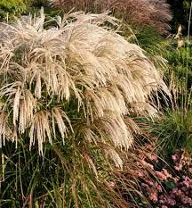 Maybe you would like to learn more about one of these? Miscanthus Sinensis Kaskade Chinese Silver Grass