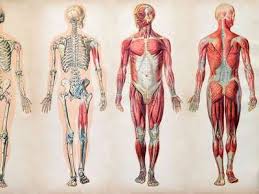This framework consists of many individual bones and cartilages.there also are bands of fibrous connective tissue—the ligaments and the tendons—in intimate relationship with the parts of the skeleton. Human Body Organs Systems Structure Diagram Facts Britannica