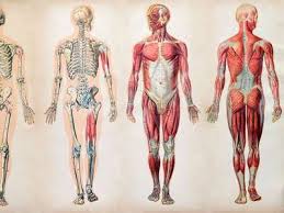 Diagram of backbone of human body. Human Body Organs Systems Structure Diagram Facts Britannica
