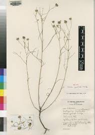 Image result for Anisopappus kirkii