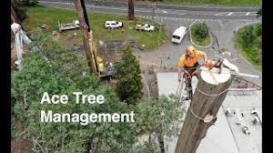 Arbor pride holdings pty ltd. Ace Tree 185 191 Liverpool Rd Melbourne 2021