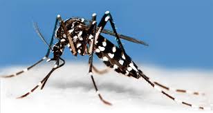 Any puddle of stagnant water within, say 400 yds, can have mosquito larvae. Mosquitoes Bird Baths And Your Backyard The Backyard Naturalist