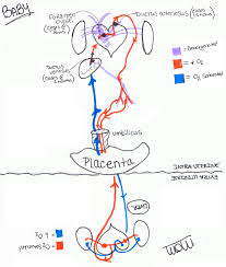 Fetal Blood Circulation Student Nurse Laura