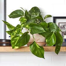 Pin Di Gardening